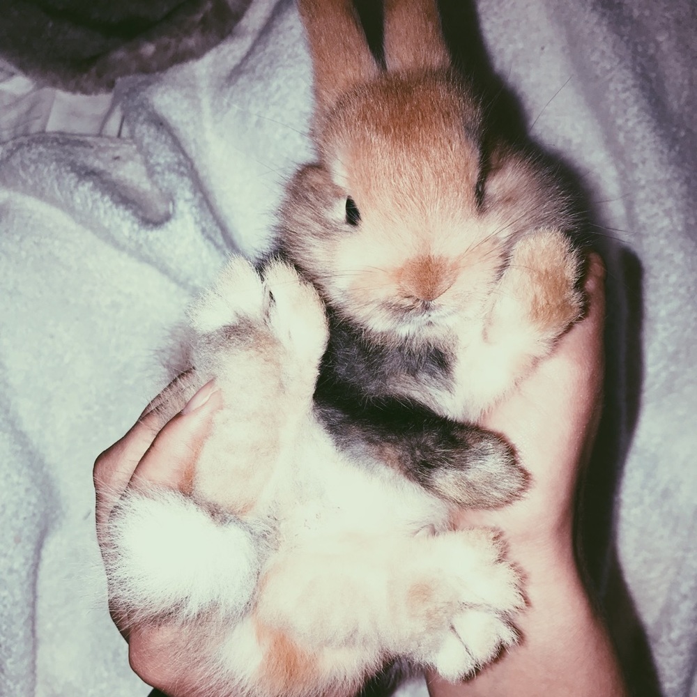 Meet your Posher, Ava